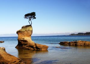 http://www.vietcatholic.net/pics/lone-tree.jpg