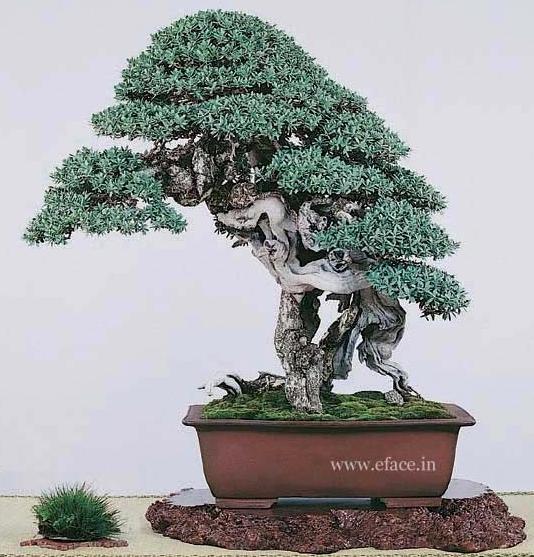 http://thanhlinh.net/sites/default/files/Images/SuuTam/HinhDep/07-bonsai-tree.jpg