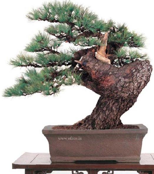 http://thanhlinh.net/sites/default/files/Images/SuuTam/HinhDep/09-bonsai-tree.jpg