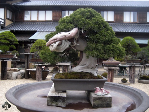 http://thanhlinh.net/sites/default/files/Images/SuuTam/HinhDep/11-bonsai-tree.jpg