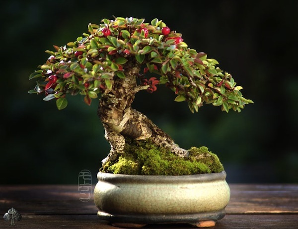 http://thanhlinh.net/sites/default/files/Images/SuuTam/HinhDep/13-bonsai-tree.jpg