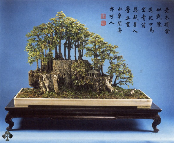 http://thanhlinh.net/sites/default/files/Images/SuuTam/HinhDep/15-bonsai-tree.jpg