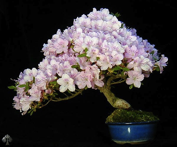 http://thanhlinh.net/sites/default/files/Images/SuuTam/HinhDep/16-bonsai-tree.jpg