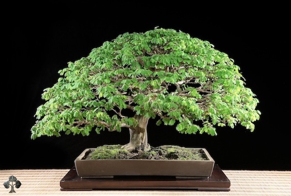 http://thanhlinh.net/sites/default/files/Images/SuuTam/HinhDep/17-bonsai-tree.jpg