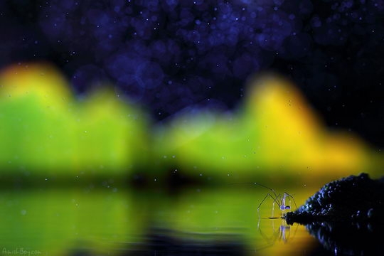 http://tinmung.net/CuocSongMuonMau/2012/01/_Images/Lung-linh-the-gioi-con-trung/image087.jpg