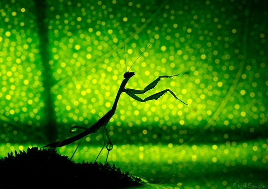 http://tinmung.net/CuocSongMuonMau/2012/01/_Images/Lung-linh-the-gioi-con-trung/image088.jpg