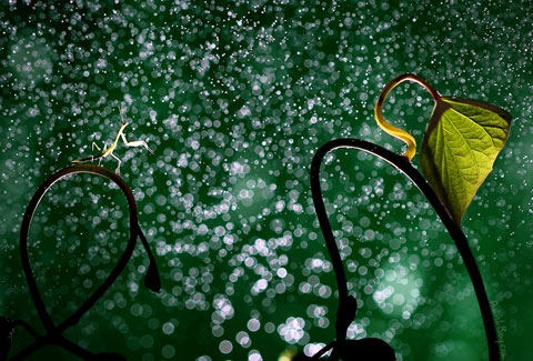 http://tinmung.net/CuocSongMuonMau/2012/01/_Images/Lung-linh-the-gioi-con-trung/image091.jpg