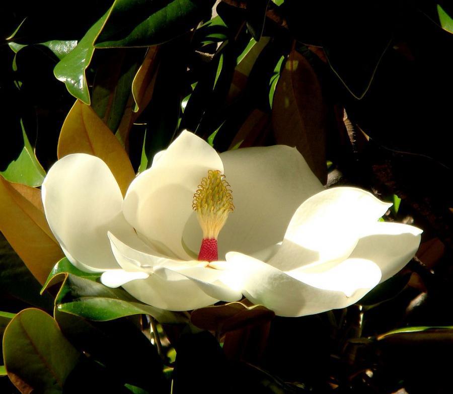 http://sphotos.xx.fbcdn.net/hphotos-ash4/378518_213731708696666_195024383900732_511021_442959989_n.jpg