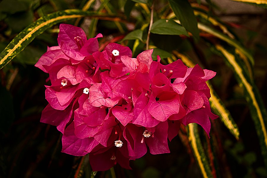 http://sphotos.xx.fbcdn.net/hphotos-ash4/310661_213865002016670_195024383900732_511595_1427516400_n.jpg