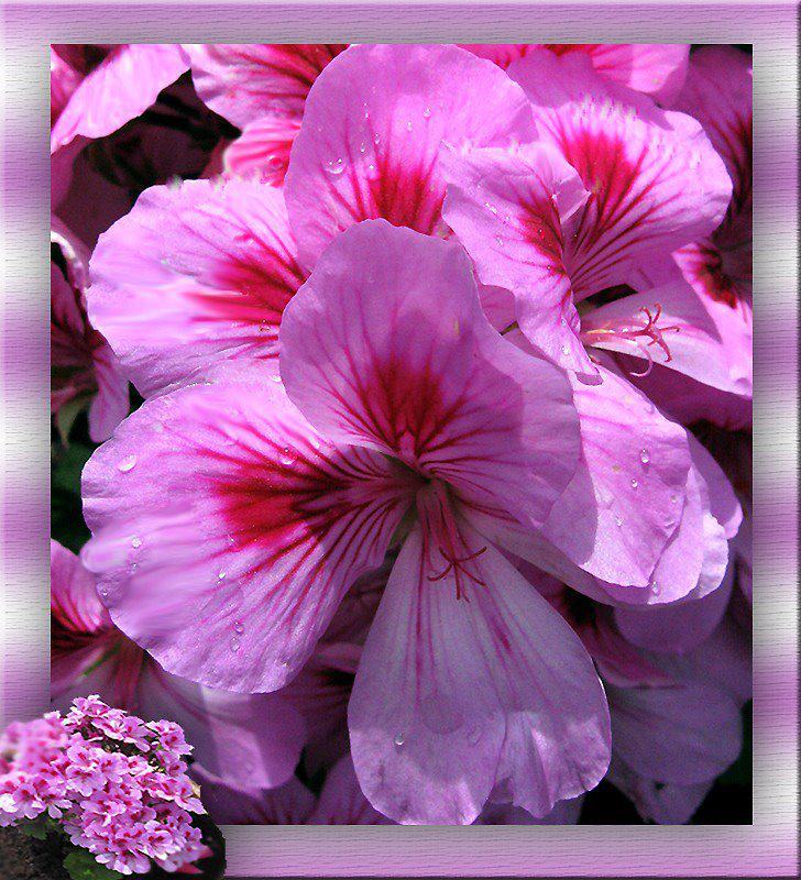 http://sphotos.xx.fbcdn.net/hphotos-snc7/386823_213422812060889_195024383900732_509845_1137568271_n.jpg